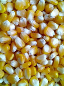 玉米稻谷蔬菜种子